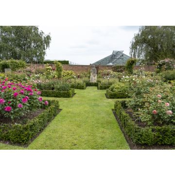 Lais Puzzle - David Austin Englische Strauchrose - 100, 200, 500 & 1.000 Teile