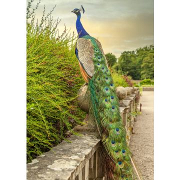 Lais Puzzle - Farbenfroher Pfau im Garten der Newstead Abbey, Nottinghamshire, England - 100, 200, 500 & 1.000 Teile