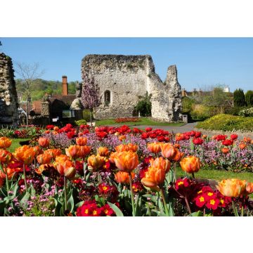 Lais Puzzle - Bunte Frühlings-Tulpen rund um Guildford Castle, Surrey, England - 100, 200, 500 & 1.000 Teile