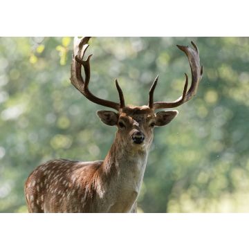 Lais Puzzle - Damhirschbock, Wentworth Castle, England - 100, 200, 500 & 1.000 Teile