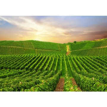 Lais Puzzle - Ansicht eines Weinbergs in der Pfalz, Deutschland - 100, 200, 500 & 1.000 Teile