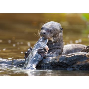 Lais Puzzle - Riesenotter beim Fischessen im Pantanal von Mato Grosso, Brasilien - 100, 200, 500 & 1.000 Teile