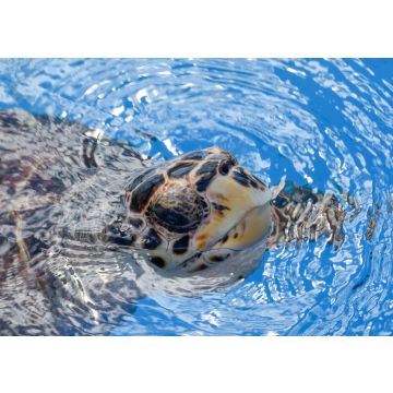 Lais Puzzle - Schildkröte beim Schwimmen im Projekt Tamar-Tank in Praia do Forte, Brasilien - 100, 200, 500 & 1.000 Teile