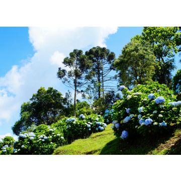 Lais Puzzle - Blaue Hortensie, Brasilien - 100, 200, 500 & 1.000 Teile