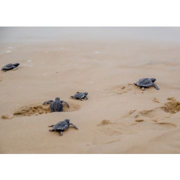 Lais Puzzle - Frisch geschlüpfte Schildkröten auf ihrem Weg ins Meer in Aracaju, Sergipe, Brasilien - 100, 200, 500 & 1.000 Teile