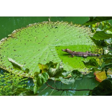 Lais Puzzle - Alligator auf der Vitoria Regia, Brasilien - 100, 200, 500 & 1.000 Teile