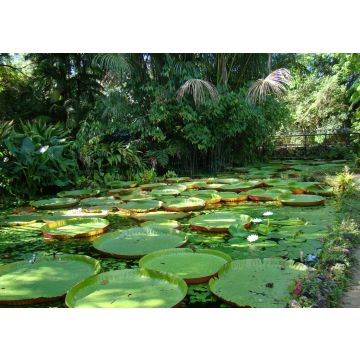Lais Puzzle - Mehrere Victoria amazonica Pflanzen an einem kleinen See im Emilio Goeldi Museum in Belém, Pará, Brasilien - 100, 200, 500 & 1.000 Teile