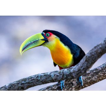 Lais Puzzle - Der Itatiaia-Nationalpark ist eine brasilianische Einheit des integralen Naturschutzes im Itatiaia-Massiv, in der Mantiqueira-Bergkette, Brasilien - 100, 200, 500 & 1.000 Teile