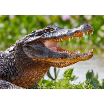 Lais Puzzle - Nahaufnahme eines Schwarzen Kaimans im Profil mit offenem Maul vor unscharfem Hintergrund am Wasserrand, Pantanal Feuchtgebiete, Mato Grosso, Brasilien - 100, 200, 500 & 1.000 Teile