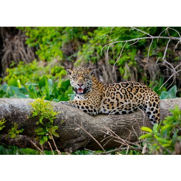 Lais Puzzle - Prächtiger Jaguar, der sich auf einem Baumstamm am Flussufer ausruht, Blick in die Kamera, Pantanal Wetlands, Mato Grosso, Brasilien - 100, 200, 500 & 1.000 Teile