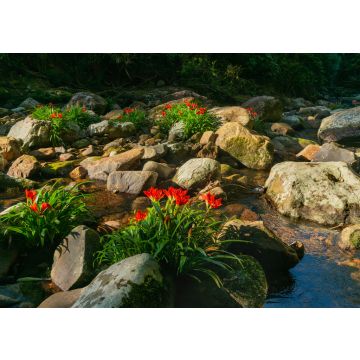 Lais Puzzle - Waldlandschaft in der Serra do Mar in Paraná, Brasilien. Atlantischer Wald oder Mata Atlântica - 100, 200, 500 & 1.000 Teile