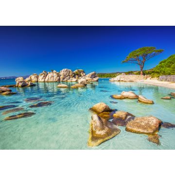 Lais Puzzle - Pinienbaum am Strand von Palombaggia, Korsika, Frankreich - 100, 200, 500 & 1.000 Teile