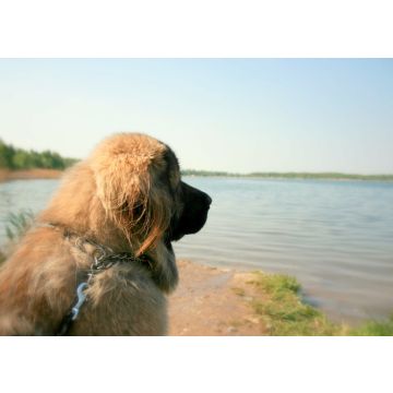 Lais Puzzle - Kaukasischer Schäferhund - 100, 200, 500 & 1.000 Teile