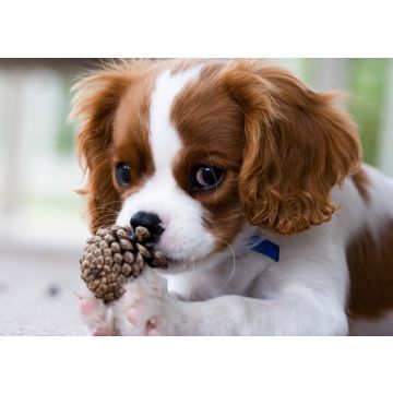 Lais Puzzle - Cavalier King Charles Spaniel - 100, 200, 500 & 1.000 Teile