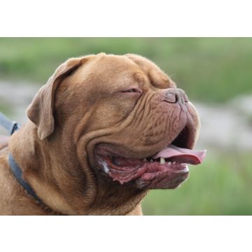 Lais Puzzle - Bordeauxdogge - 100, 200, 500 & 1.000 Teile