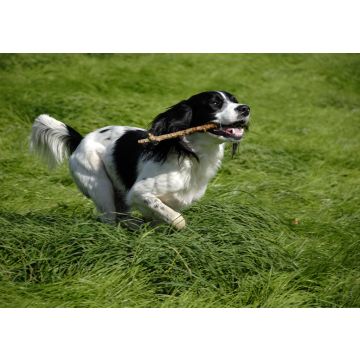 Lais Puzzle - English Springer Spaniel - 100, 200, 500 & 1.000 Teile