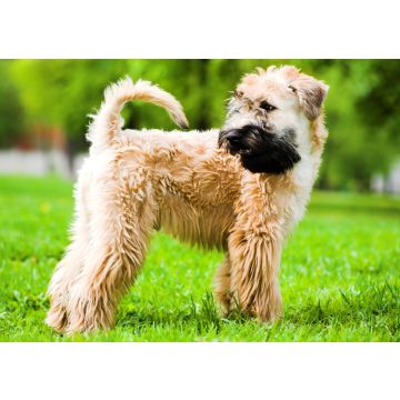 Lais Puzzle - Irischer Soft Coated Wheaten Terrier - 100, 200, 500 & 1.000 Teile