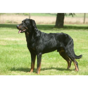 Lais Puzzle - Beauceron - 100, 200, 500 & 1.000 Teile