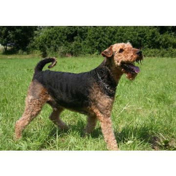Lais Puzzle - Airedale Terrier - 100, 200, 500 & 1.000 Teile