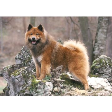 Lais Puzzle - Eurasier - 100, 200, 500 & 1.000 Teile