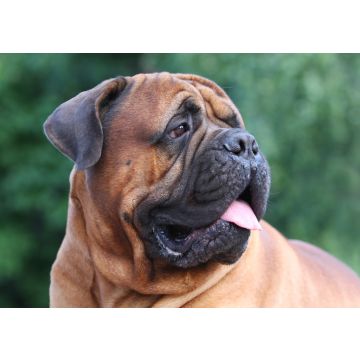 Lais Puzzle - Bullmastiff - 100, 200, 500 & 1.000 Teile
