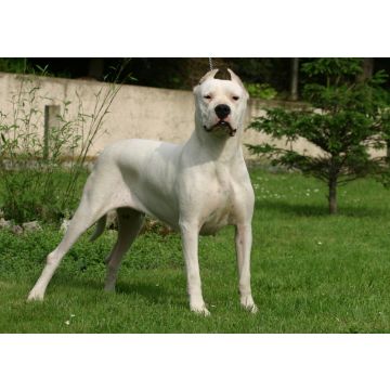 Lais Puzzle - Dogo Argentino - 100, 200, 500 & 1.000 Teile