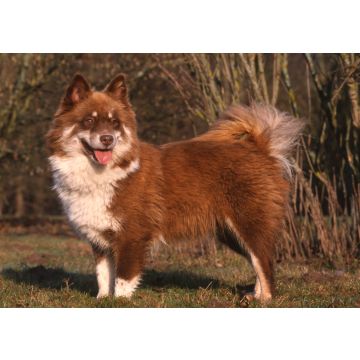 Lais Puzzle - Finnischer Lapphund - 100, 200, 500 & 1.000 Teile