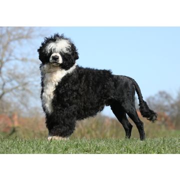 Lais Puzzle - Portugiesischer Wasserhund - 100, 200, 500 & 1.000 Teile