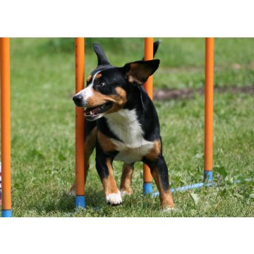 Lais Puzzle - Entlebucher Sennenhund - 100, 200, 500 & 1.000 Teile