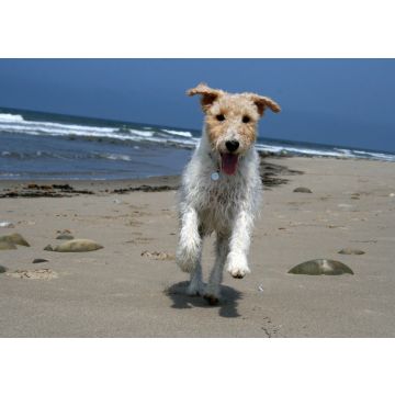 Lais Puzzle - Foxterrier Drahthaar - 100, 200, 500 & 1.000 Teile