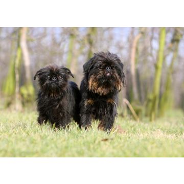 Lais Puzzle - Griffon Belge - 100, 200, 500 & 1.000 Teile