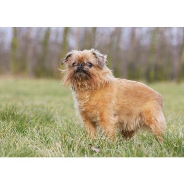 Lais Puzzle - Griffon Bruxellois - 100, 200, 500 & 1.000 Teile