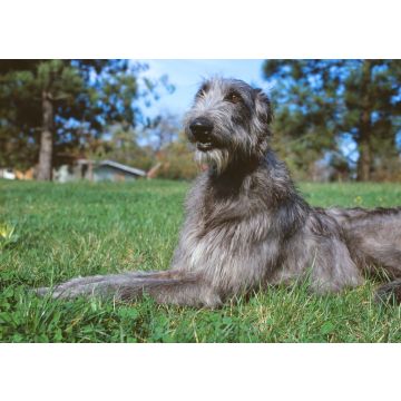 Lais Puzzle - Deerhound - 100, 200, 500 & 1.000 Teile