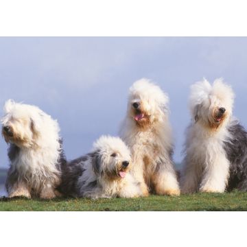 Lais Puzzle - Bobtail - 100, 200, 500 & 1.000 Teile