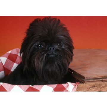 Lais Puzzle - Affenpinscher - 100, 200, 500 & 1.000 Teile