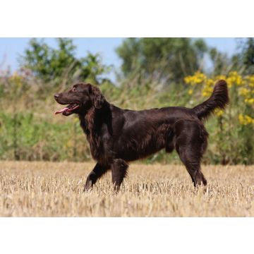 Lais Puzzle - Flat Coated Retriever - 100, 200, 500 & 1.000 Teile