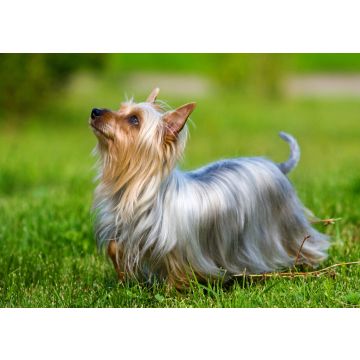 Lais Puzzle - Australian Silky Terrier - 100, 200, 500 & 1.000 Teile