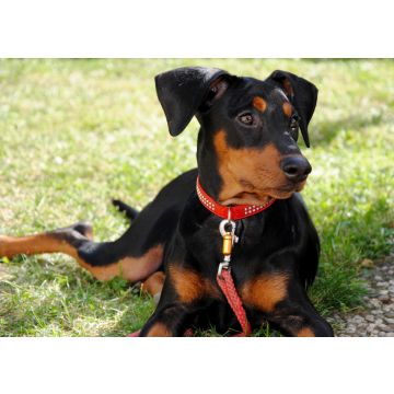 Lais Puzzle - Deutscher Pinscher - 100, 200, 500 & 1.000 Teile