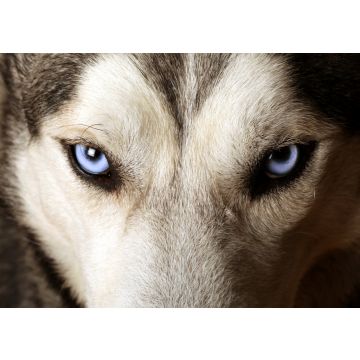 Lais Puzzle - Eskimohund - 100, 200, 500 & 1.000 Teile