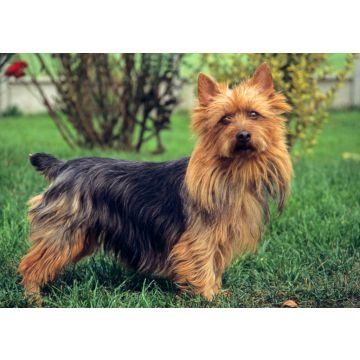 Lais Puzzle - Australian Terrier - 100, 200, 500 & 1.000 Teile