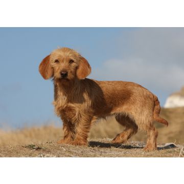 Lais Puzzle - Basset Fauve de Bretagne - 100, 200, 500 & 1.000 Teile