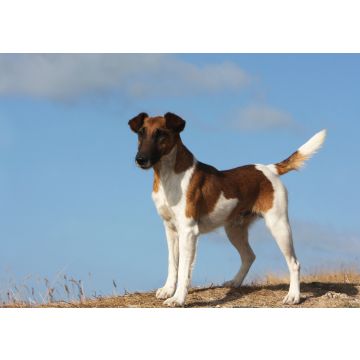 Lais Puzzle - Foxterrier Glatthaar - 100, 200, 500 & 1.000 Teile