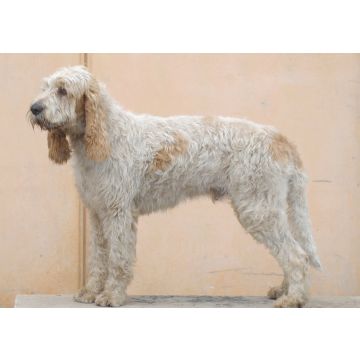 Lais Puzzle - Grand Griffon Vendeen - 100, 200, 500 & 1.000 Teile