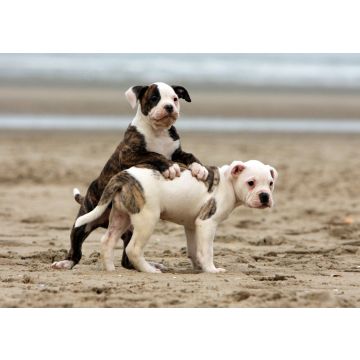 Lais Puzzle - American Bulldog - 100, 200, 500 & 1.000 Teile