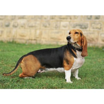Lais Puzzle - Basset Artésien-Normand - 100, 200, 500 & 1.000 Teile