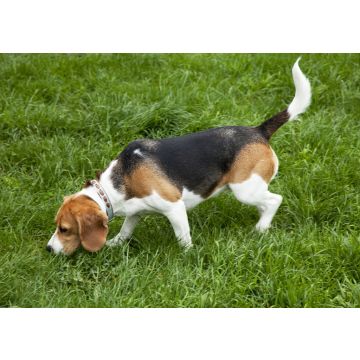Lais Puzzle - American Foxhound - 100, 200, 500 & 1.000 Teile