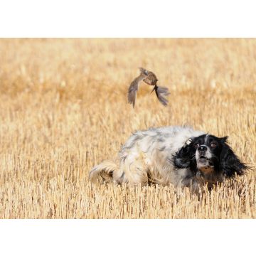 Lais Puzzle - English Setter - 100, 200, 500 & 1.000 Teile