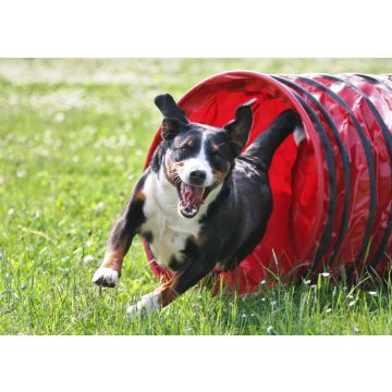 Lais Puzzle - Appenzeller Sennenhund - 100, 200, 500 & 1.000 Teile