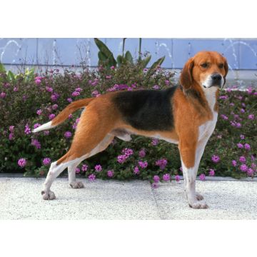 Lais Puzzle - Beagle-Harrier - 100, 200, 500 & 1.000 Teile
