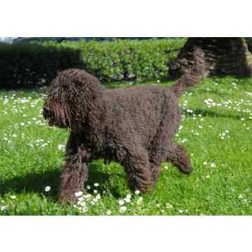 Lais Puzzle - Barbet - 100, 200, 500 & 1.000 Teile